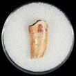Broken Raptor Tooth From Morocco - #7429-1